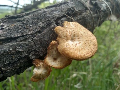 Polyporus arcularius