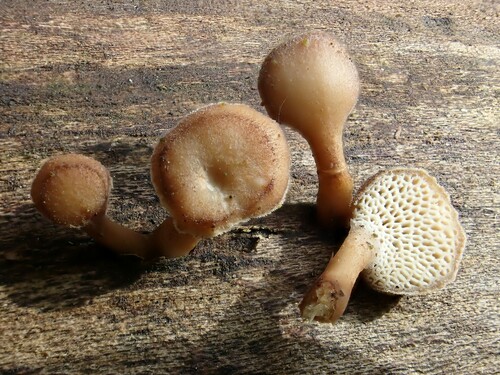 Polyporus arcularius