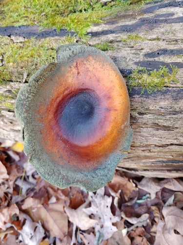 Polyporus badius