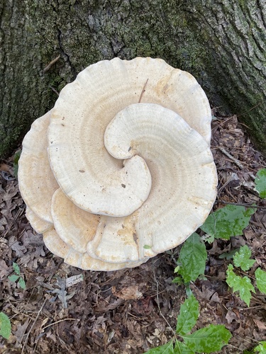 Polyporus berkeleyi
