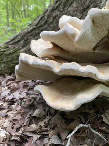 Polyporus berkeleyi