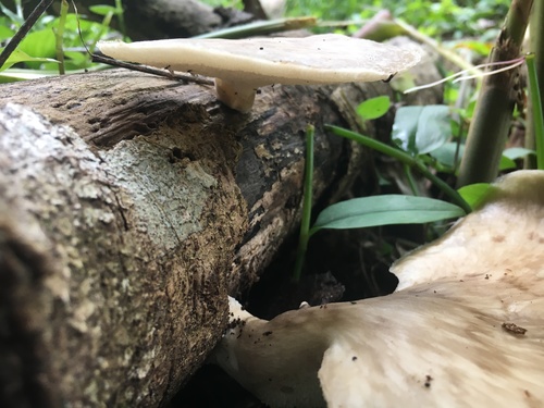 Polyporus udus