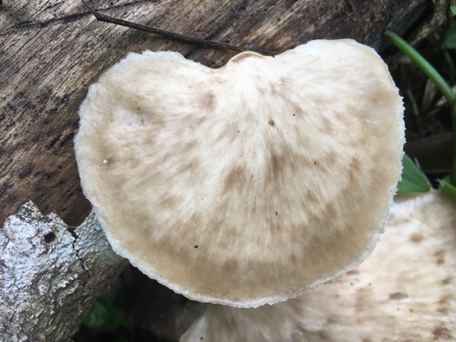 Polyporus udus