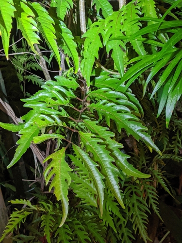 Polyscias fruticosa