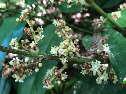 Polyscias multijuga
