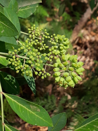 Polyscias sambucifolia