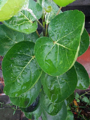 Polyscias scutellaria