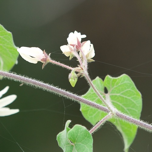 Polystemma cordifolium