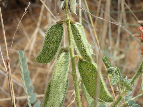 Pomaria burchellii