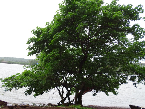 Pongamia pinnata