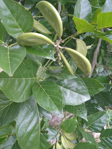 Pongamia pinnata