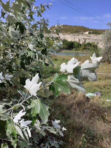 Populus alba