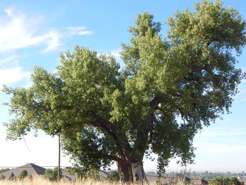 Populus deltoides