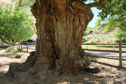 Populus fremontii