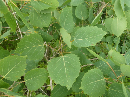 Populus grandidentata