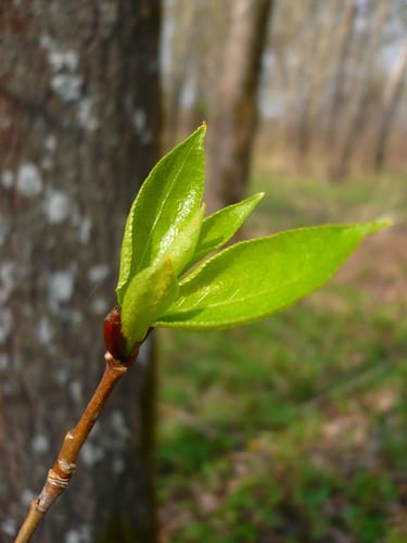 Populus simonii
