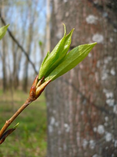 Populus simonii