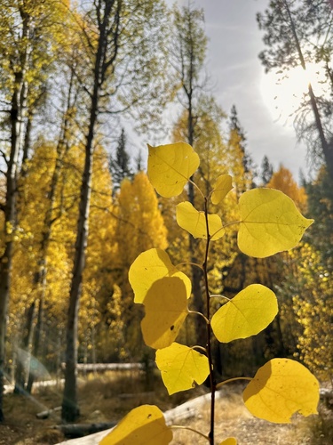 Populus tremuloides