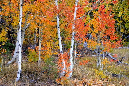Cottonwood / Poplar