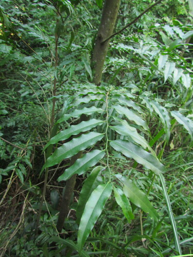 Porcelia macrocarpa