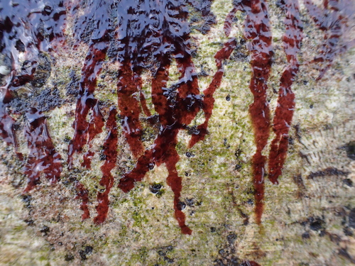 Porphyra linearis