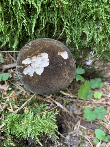 Porphyrellus pseudoscaber