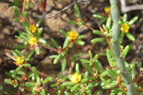 Portulacaceae