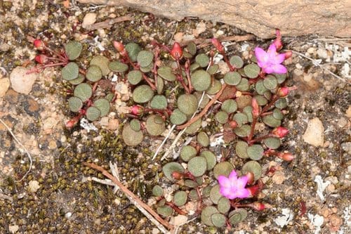 Portulaca bicolor