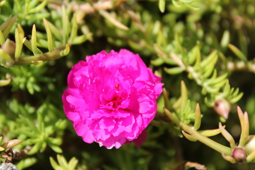 Portulaca grandiflora