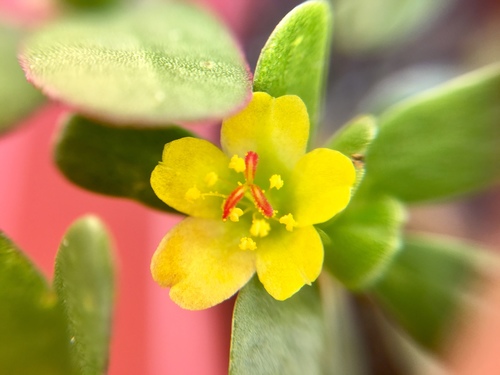 Portulaca oleracea