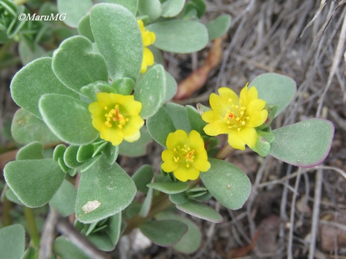 Purslane