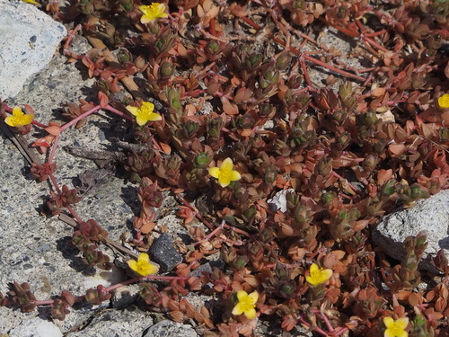 Portulaca quadrifida