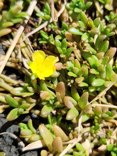 Portulaca samoensis