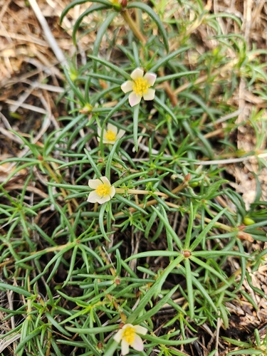 Portulaca tuberosa