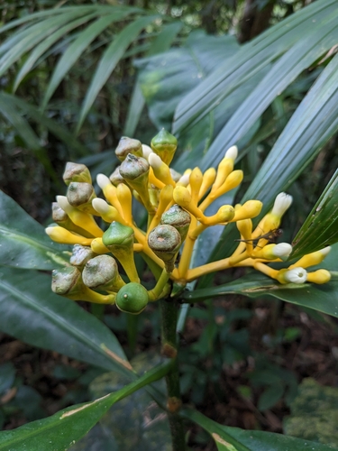 Potalia amara