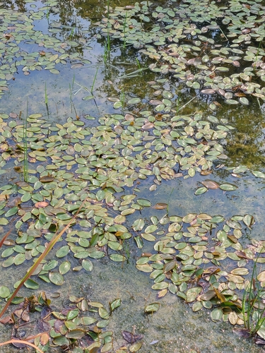 Potamogeton natans