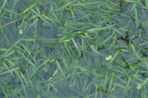 Potamogeton oxyphyllus