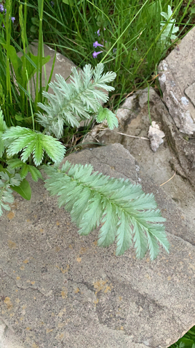Potentilla anserina