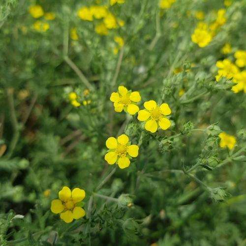 Potentilla argentea