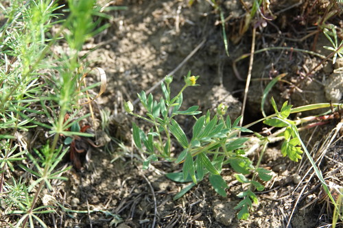 Potentilla bifurca