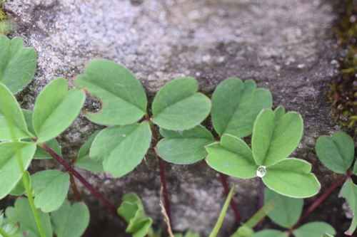 Potentilla cuneata