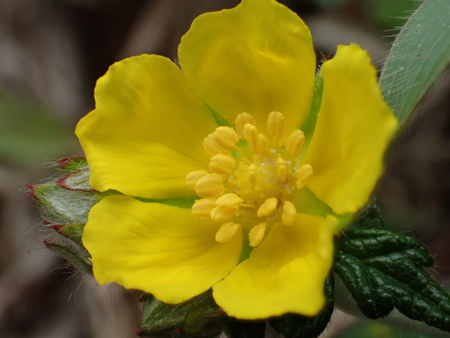 Potentilla discolor