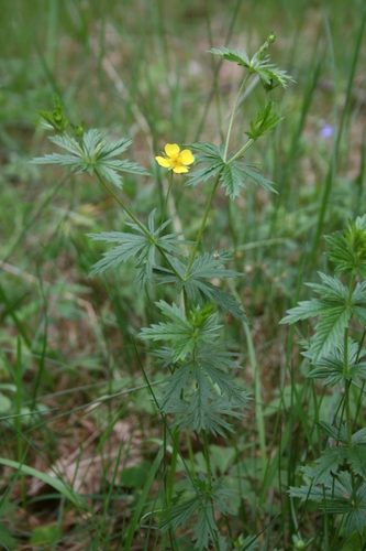 Potentilla erecta