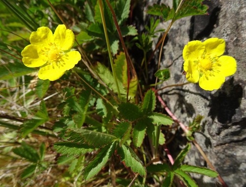 Potentilla reptans