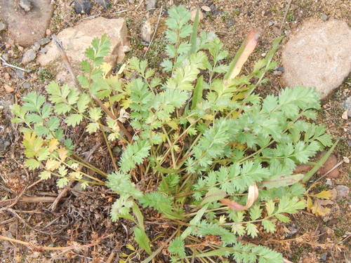Potentilla supina