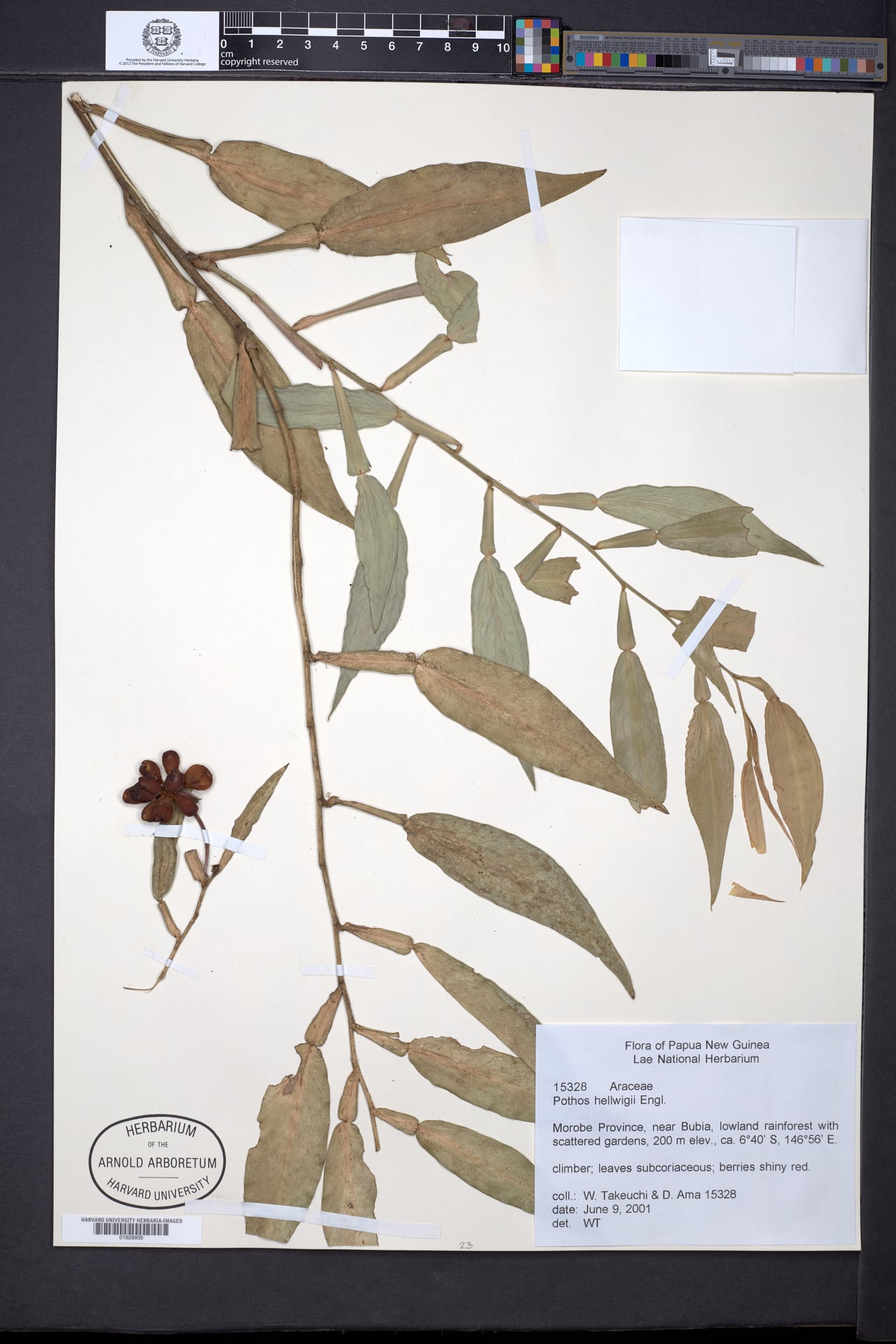 Pothos hellwigii