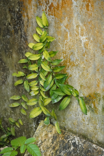 Pothos scandens