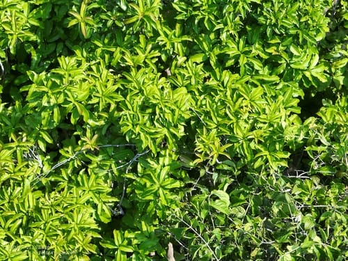 Pouteria anomala