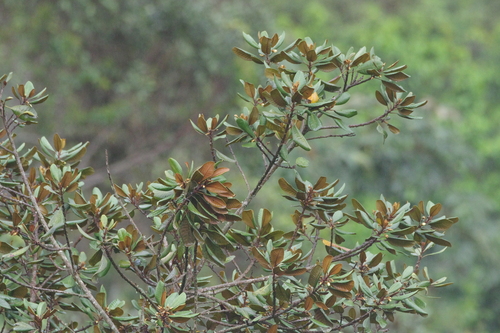 Pouteria arguacoensium