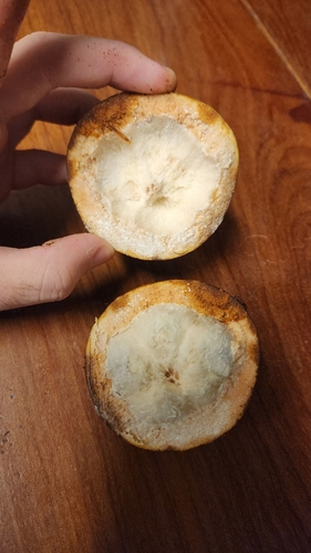Pouteria beaurepairei